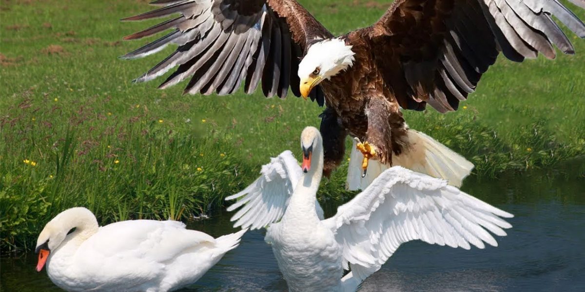 Duck or Eagle